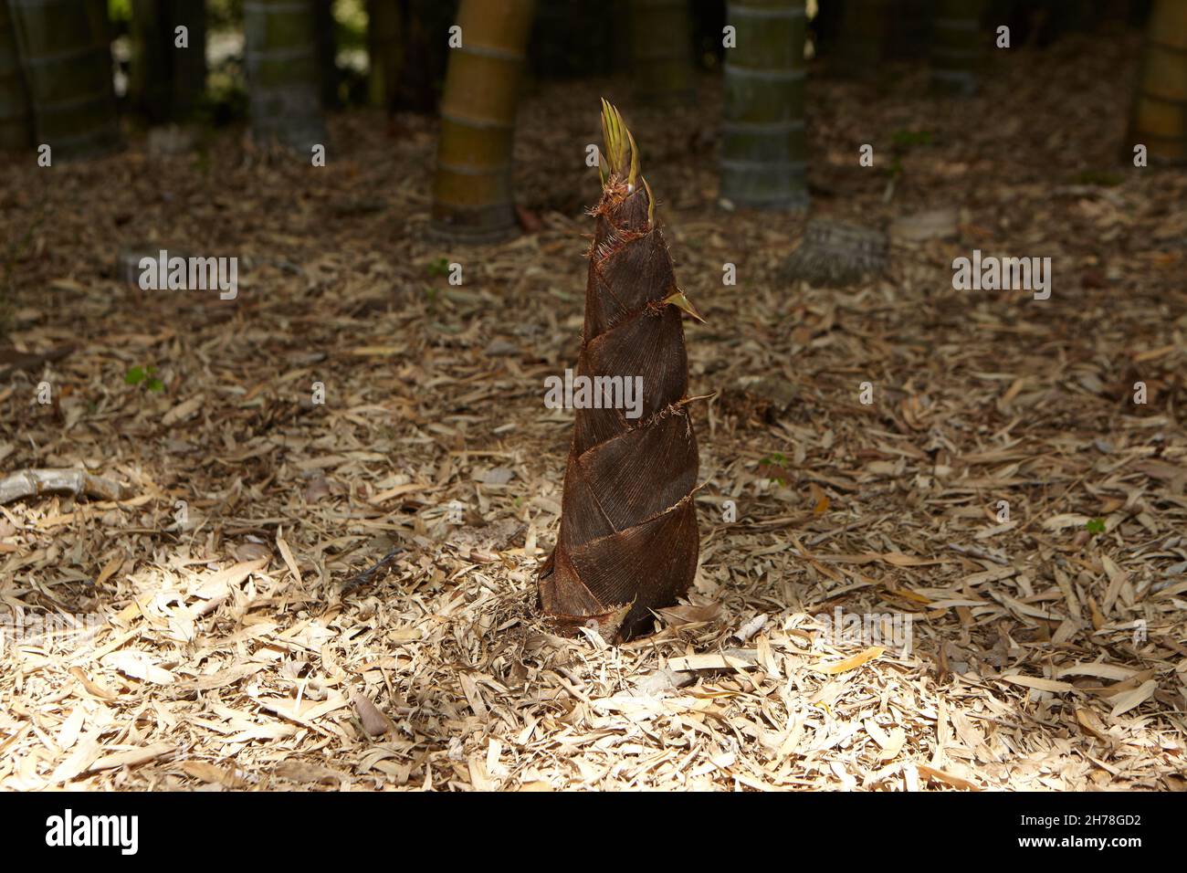 Fastest growing plant hi-res stock photography and images - Alamy Fastest growing plant hi-res stock photography and images - Alamy