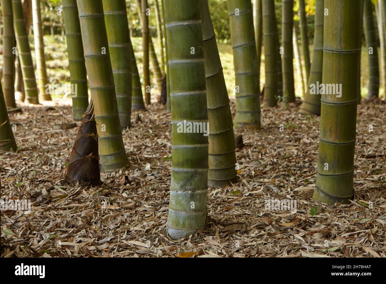 Young sprouts of bamboo in bamboo forest. Bamboo is the fastest growing
