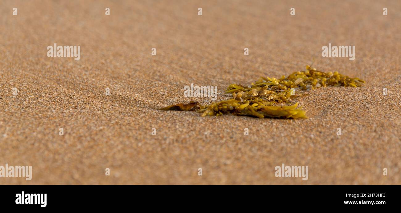 a green seaweed landed on the beach, chabahar province, iran Stock Photo