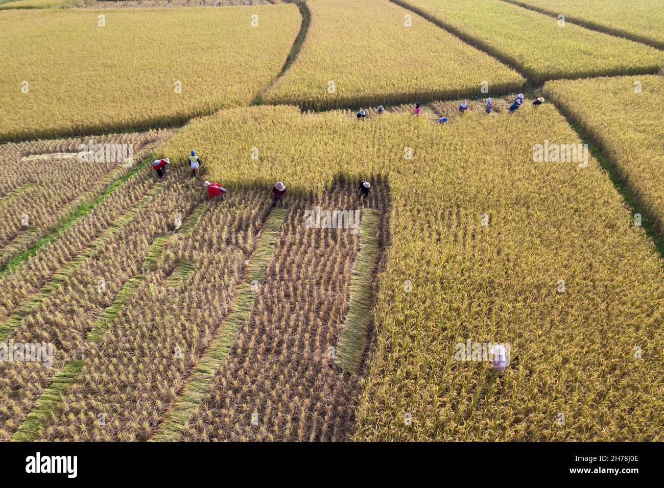 Many farmers help harvest the rice by scythe no machine ,farmers work hard in rice field in