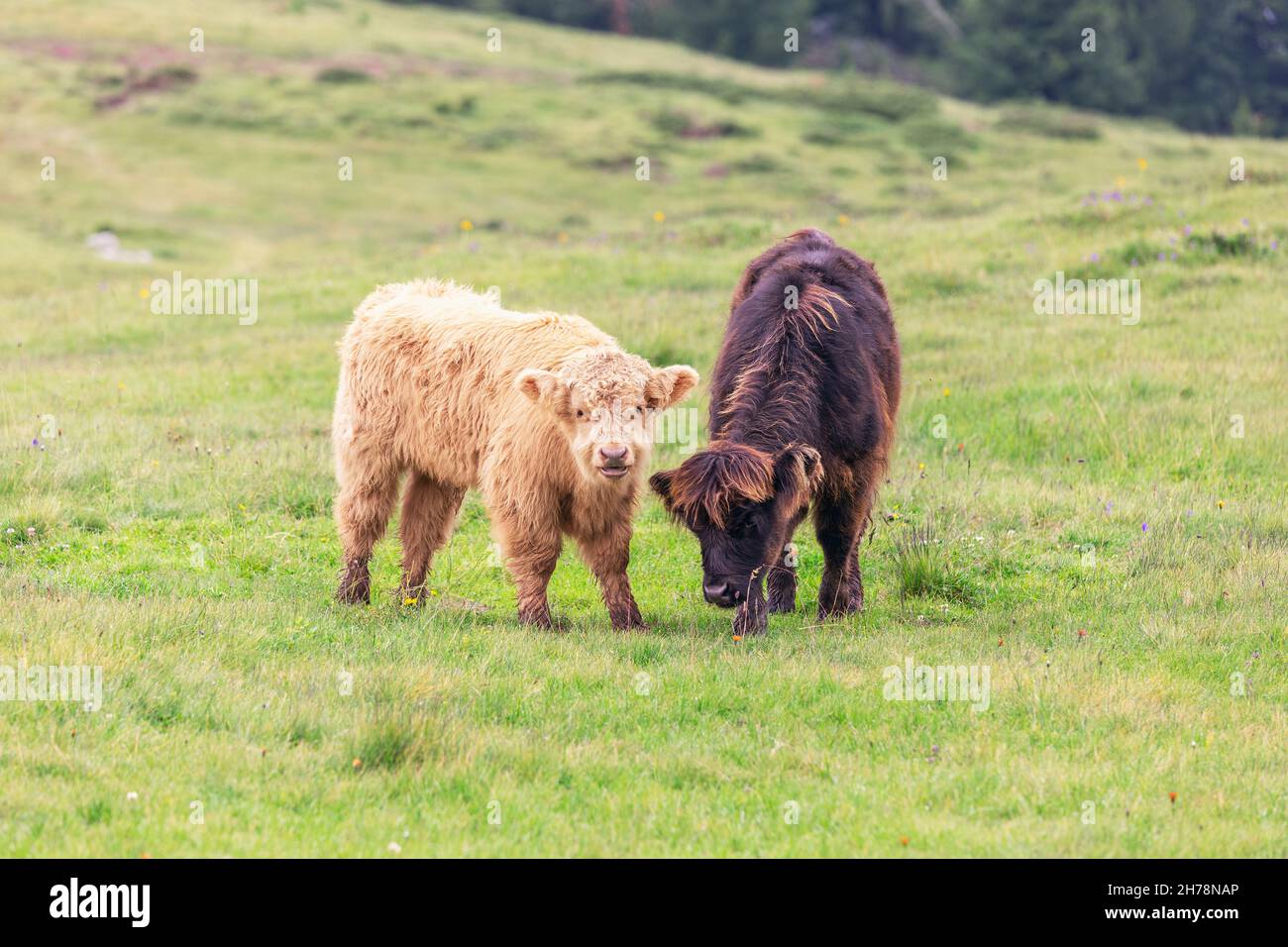 Yak youth hi-res stock photography and images - Alamy