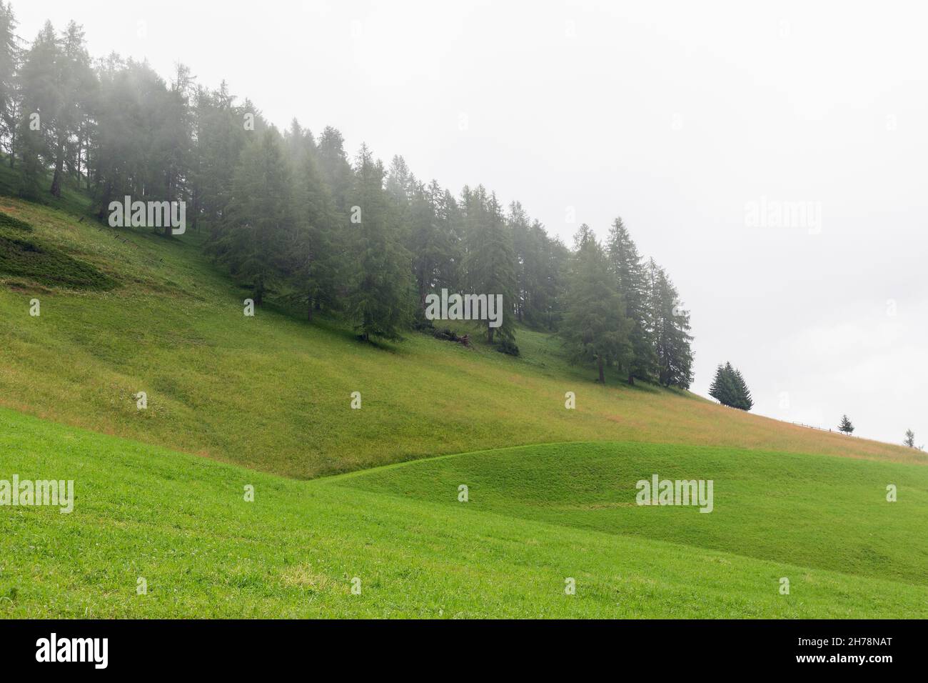 Fog mist grass field rain hi-res stock photography and images - Alamy