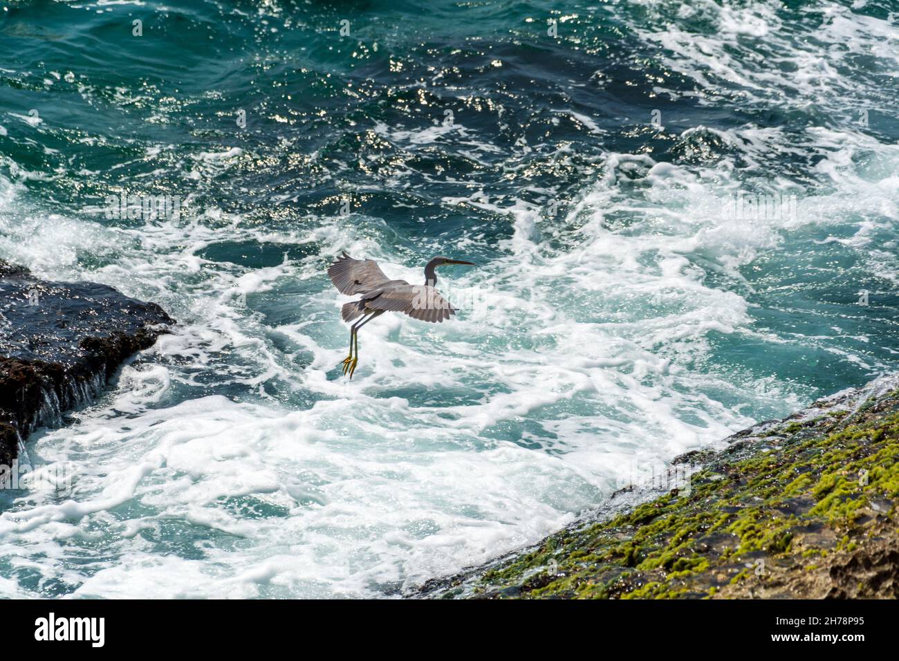 black Heron landing on the rock at the beach Stock Photo