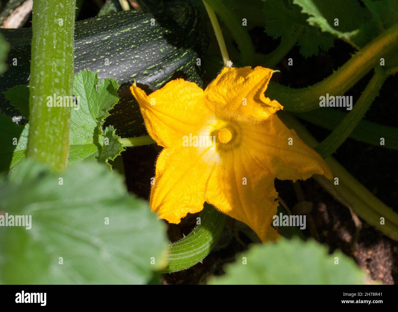 ZUCCHINI flower in summergarden Stock Photo Alamy