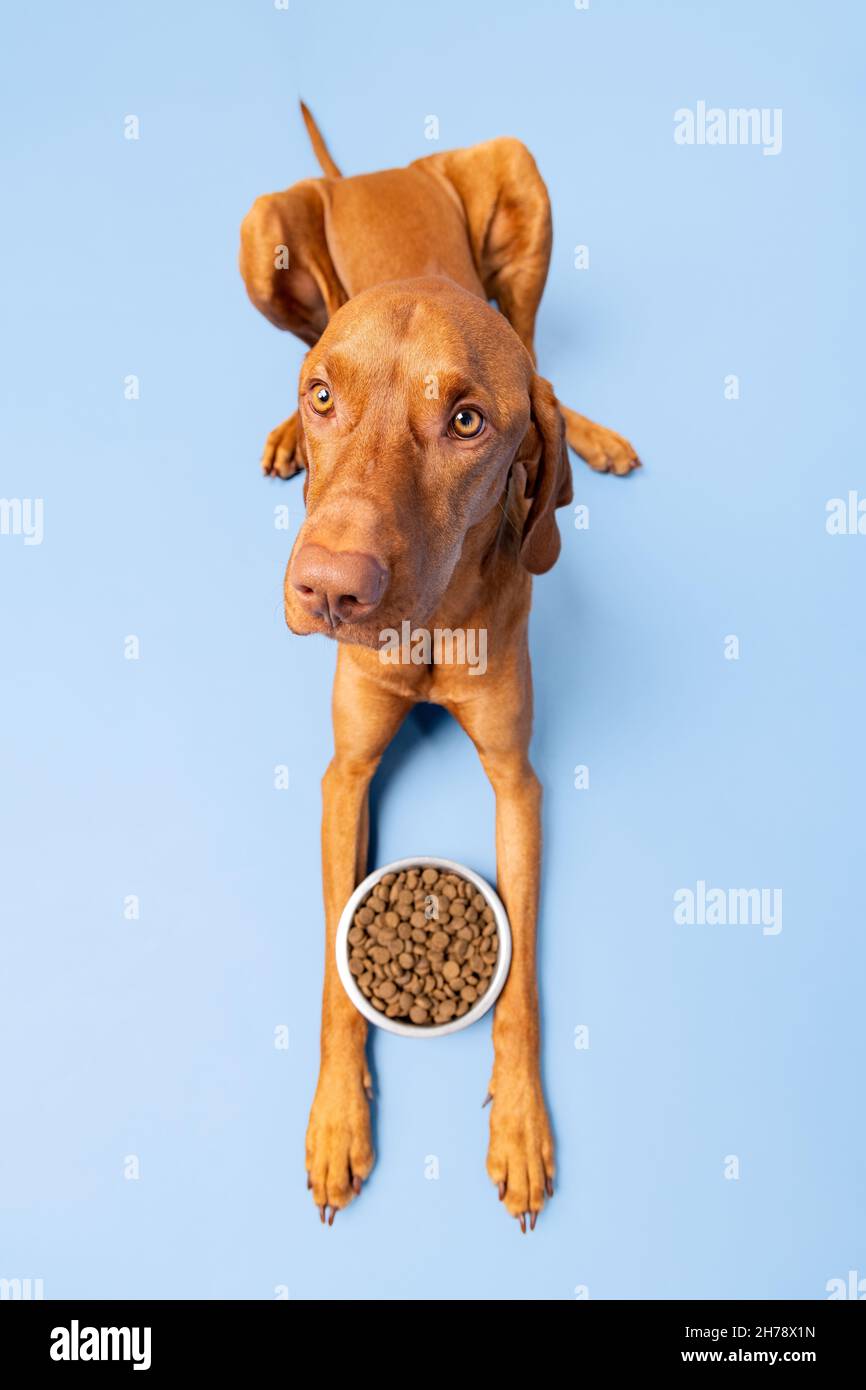 Vizsla food shop