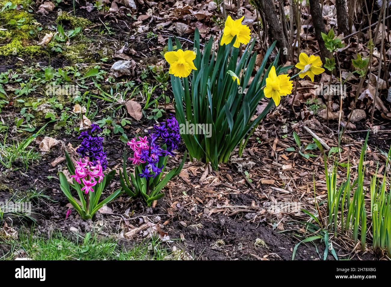 Daffodils and grape hyacinths hires stock photography and images Alamy