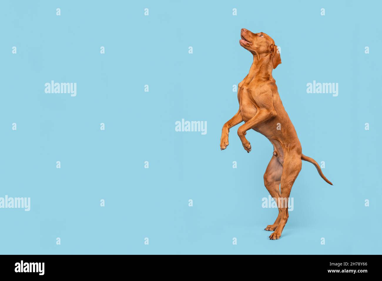 Fit and healthy male vizsla dog jumping in the air. Dog jumping studio