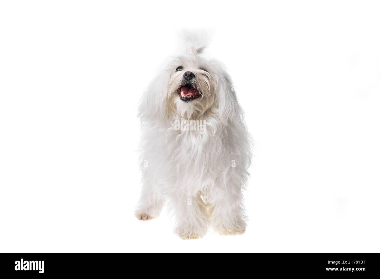 Beautiful and cute white bichon maltese dog over isolated background ...