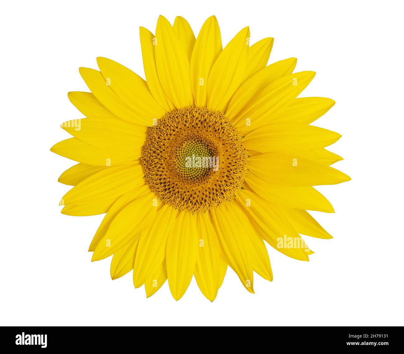 Sunflower close up isolated on white background Stock Photo - Alamy