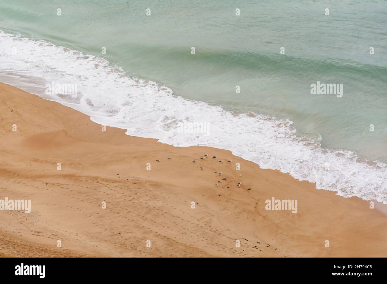 a group of Herons on the gathered on the beach with sea waves in background Stock Photo