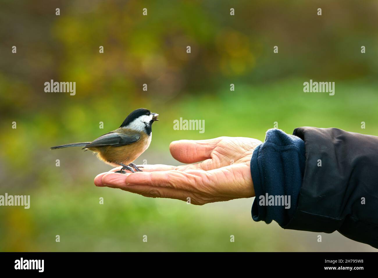 Hand Feeding Chickadee Sunflower Seeds. Hand feeding sunflower seeds to