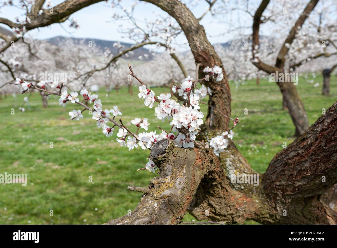 apricot blossom in Wachau Austria Stock Photo Alamy