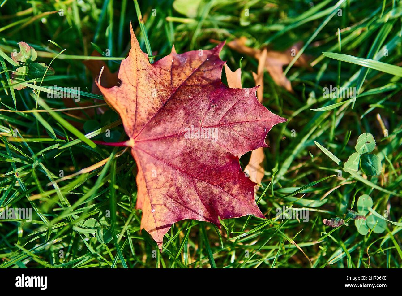 A red autumn maple leaf fallen on the green grass Stock Photo - Alamy