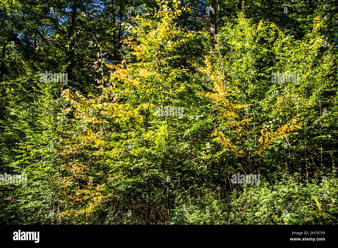 Wald Spaziergang Sonne, Wasser, Windrad Stock Photo