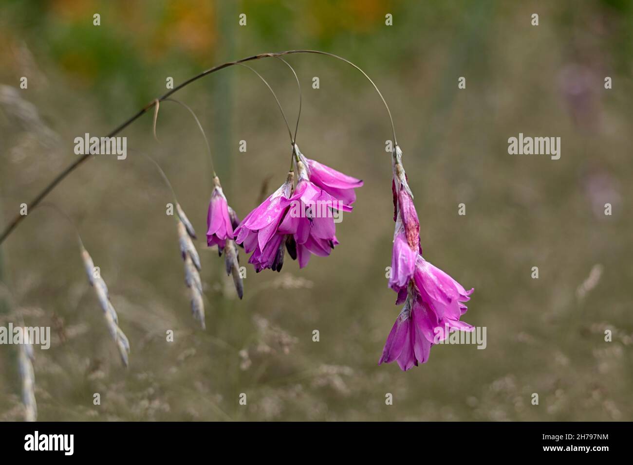 Closeup of flowers of Angel's Fishing Rod (Dierama pulcherrimum) in summer  Stock Photo - Alamy
