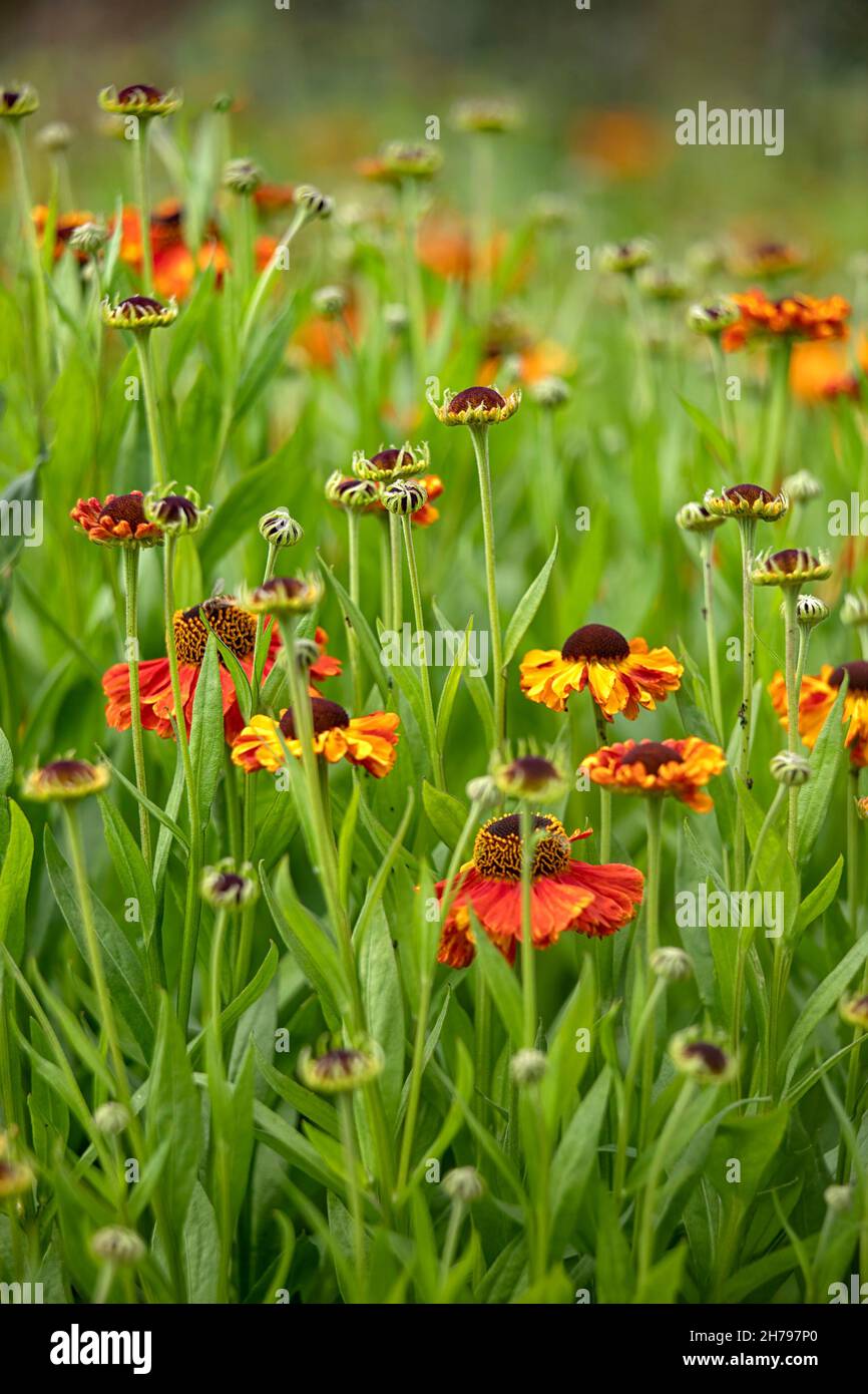 Mass flower display of Helenium 'Moerheim Beauty' in summer Stock Photo