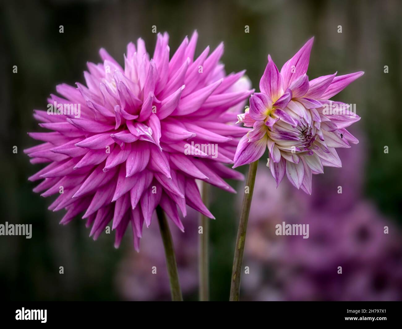 Closeup of Flowerhead and flower bud of Dahlia 'Hillcrest Candy' Stock Photo