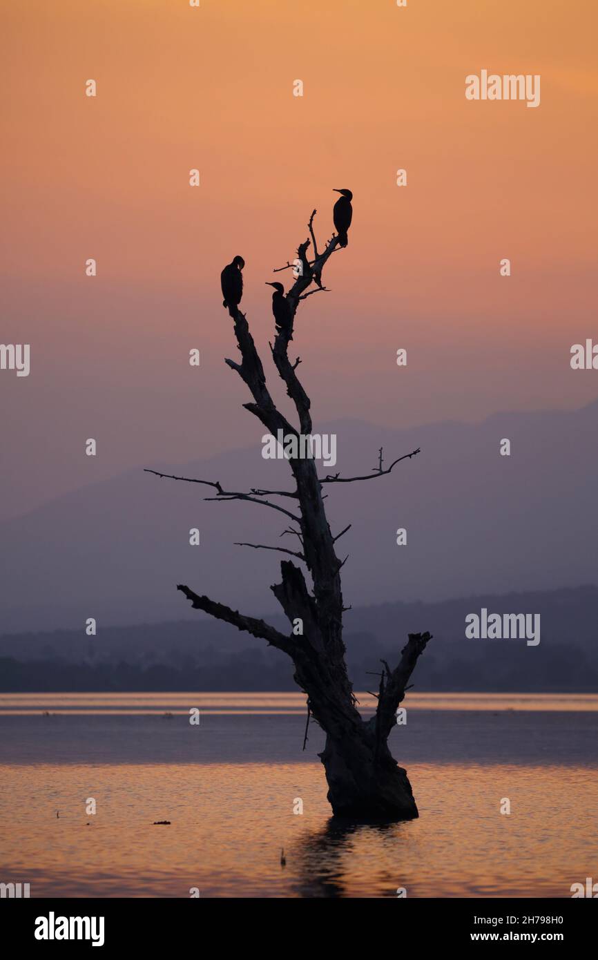 Sunset at Lake Kerkini in Central Macedonia, Greece, taken from a boat on the lake, showing cormorants perching on a dead tree Stock Photo