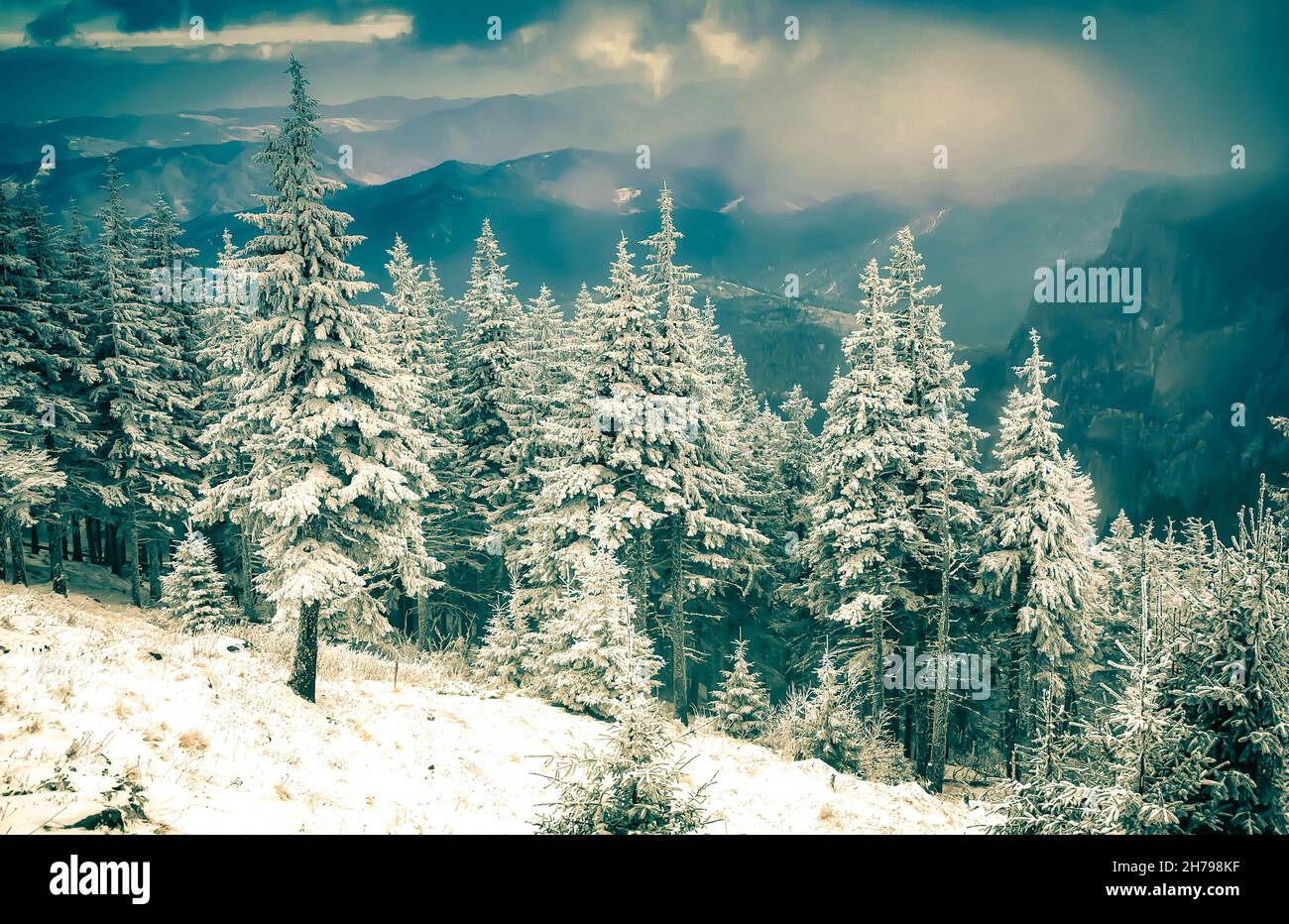 snow covered pine trees amazing winter background Stock Photo - Alamy