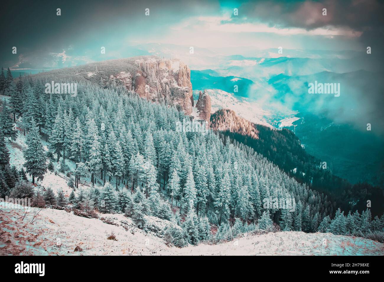 snow covered pine trees amazing winter background Stock Photo - Alamy