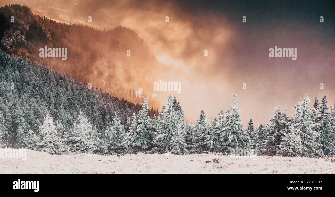 snow covered pine trees amazing winter background Stock Photo - Alamy