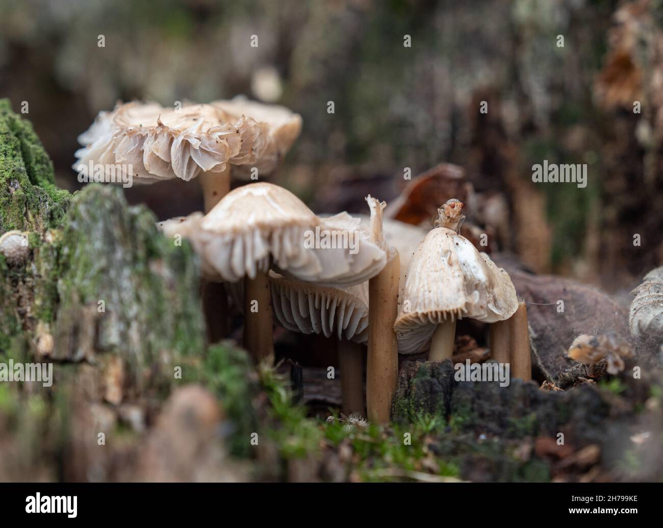 Mushrooms with a grasshopper peering on cap Stock Photo