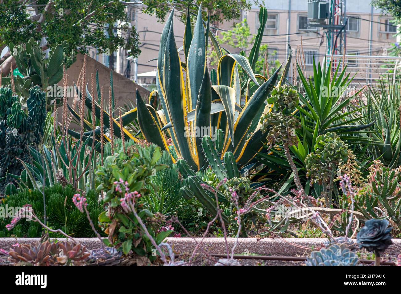Sansevieria trifasciata in a Cactus and succulent garden Photographed in Tel Aviv, Israel in May Stock Photo