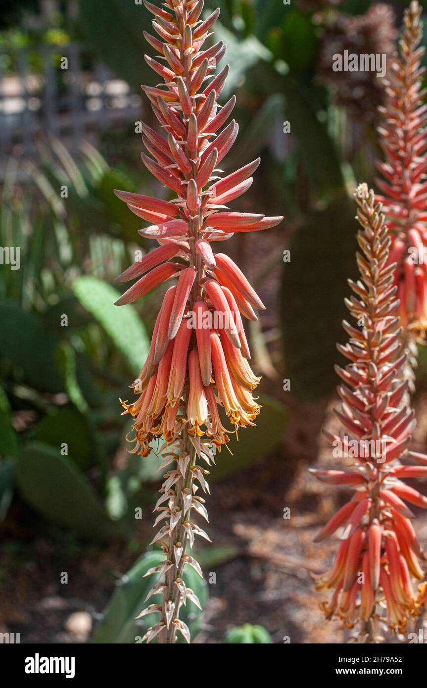 flowering aloe at a Cactus and succulent garden Photographed in Tel Aviv, Israel in May Stock Photo