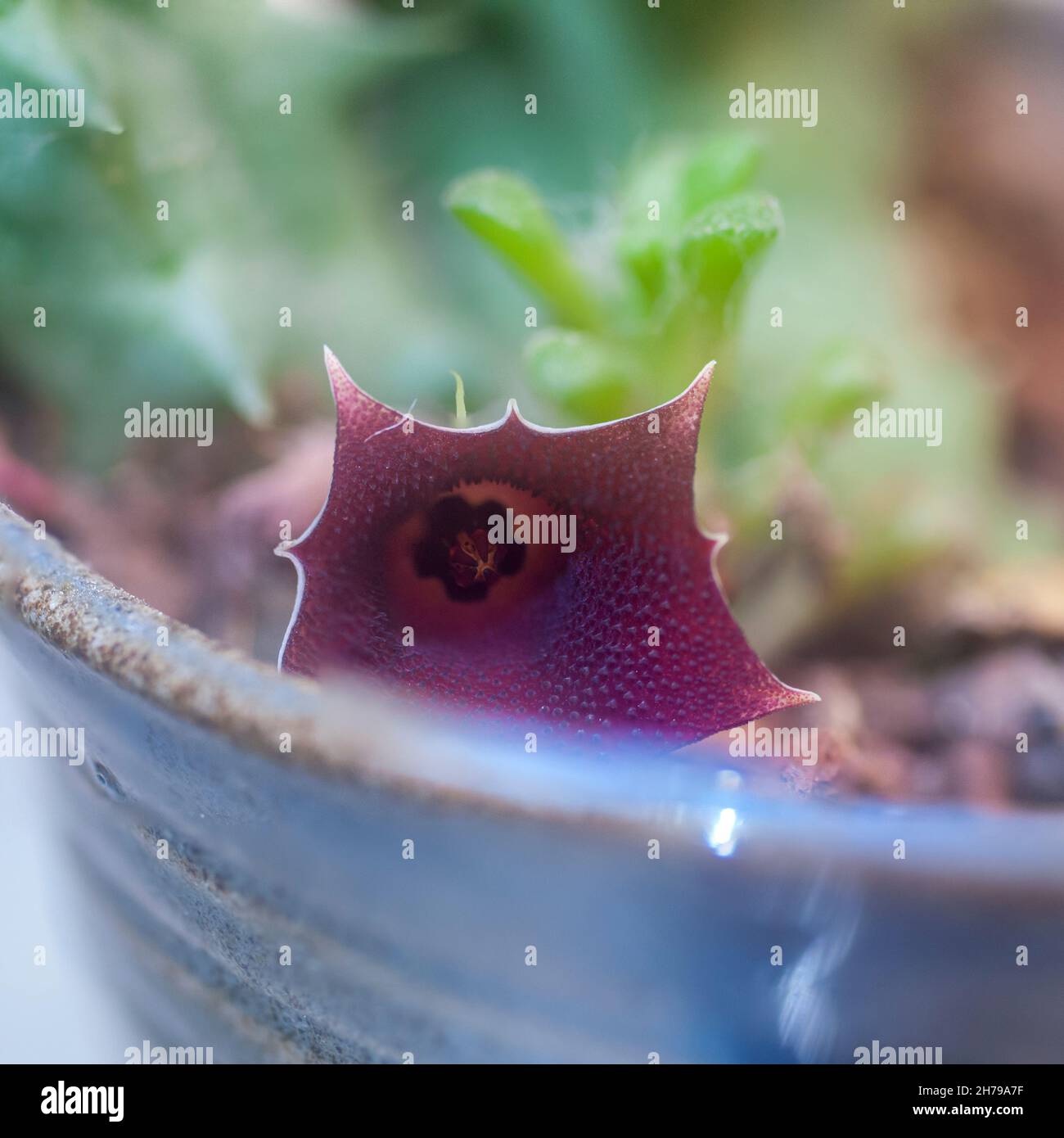 Flowering Huernia keniensis (Kenyan Dragon Flower) is a tropical, succulent plant with 5-angled grey-green stems with some red mottling, up to 5 inche Stock Photo