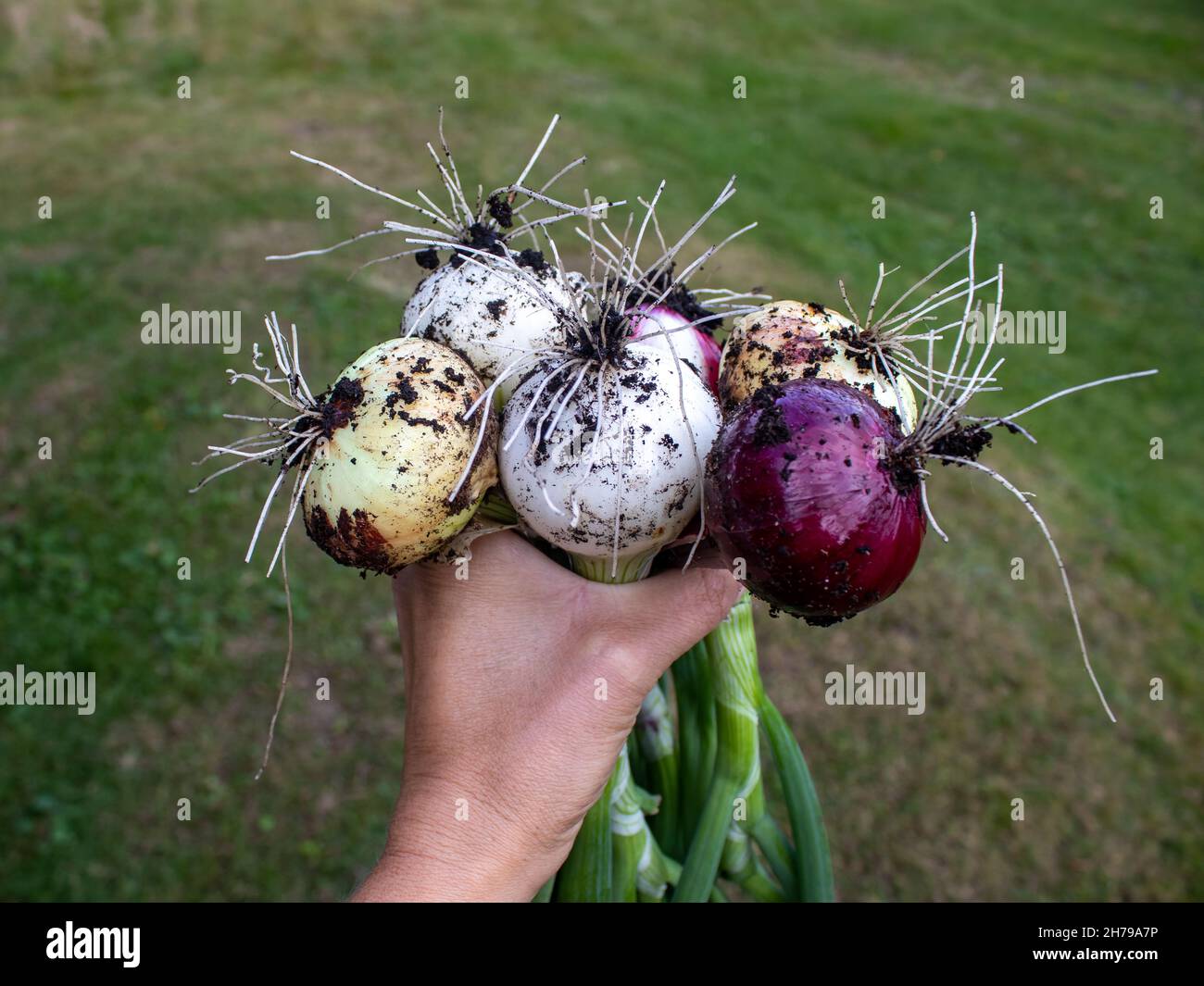 Food harvesting hi-res stock photography and images - Alamy