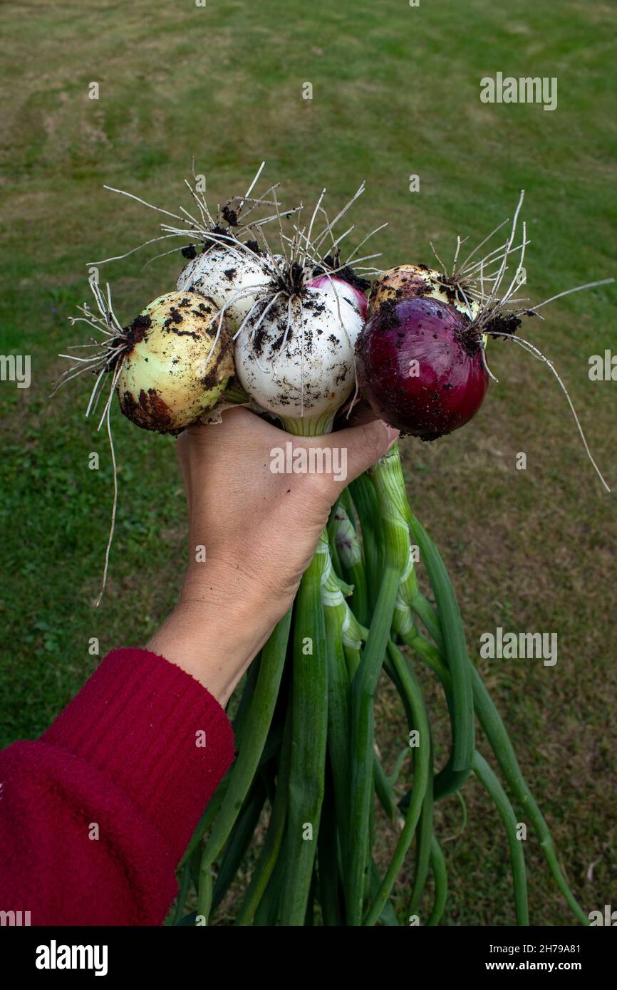 Food harvesting hi-res stock photography and images - Alamy