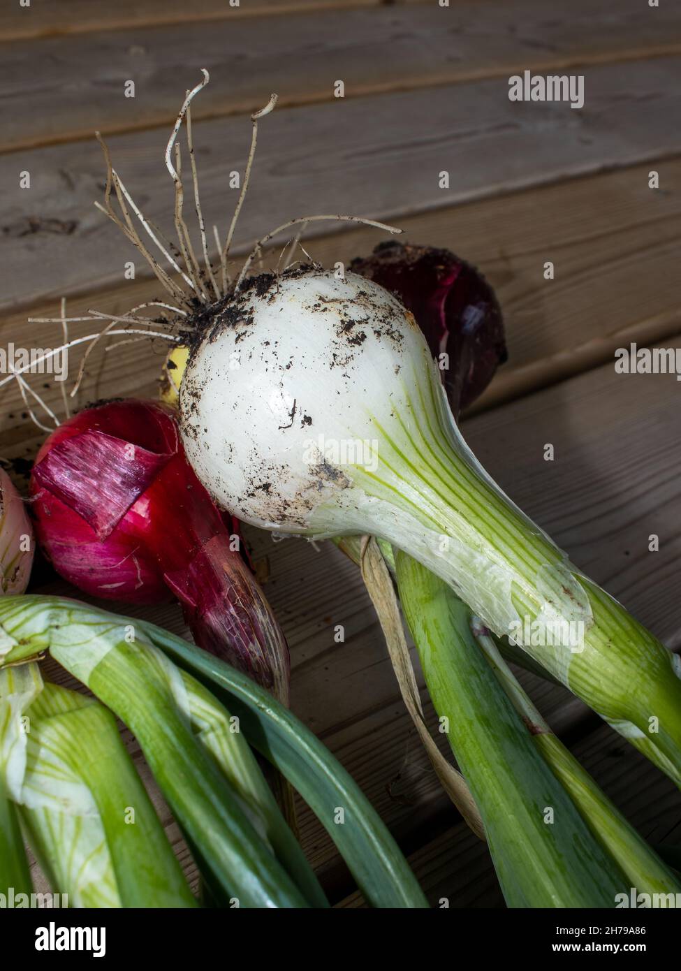 Onion harvesting hi-res stock photography and images - Alamy
