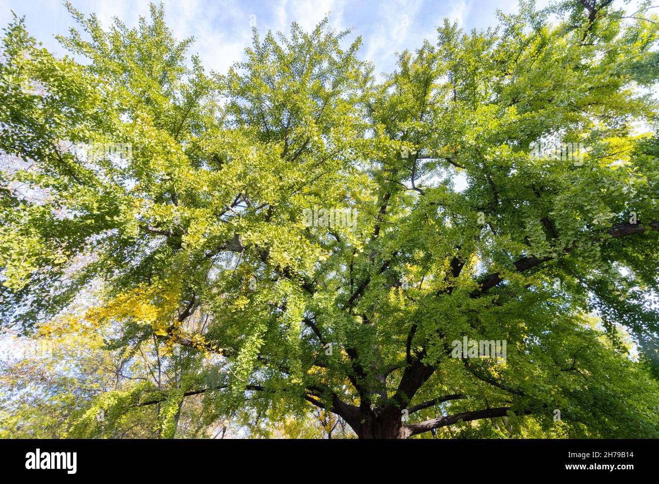 full green foliage canopy of the great Gingko Tree in Isham park, New York, against a blue, cloudy sky, in early fall, autumn Stock Photo