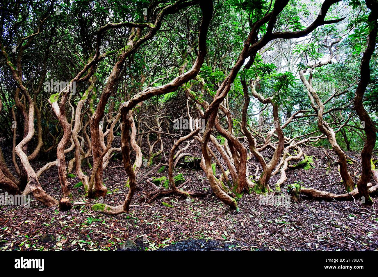 Trees with twisted branches hi-res stock photography and images - Alamy