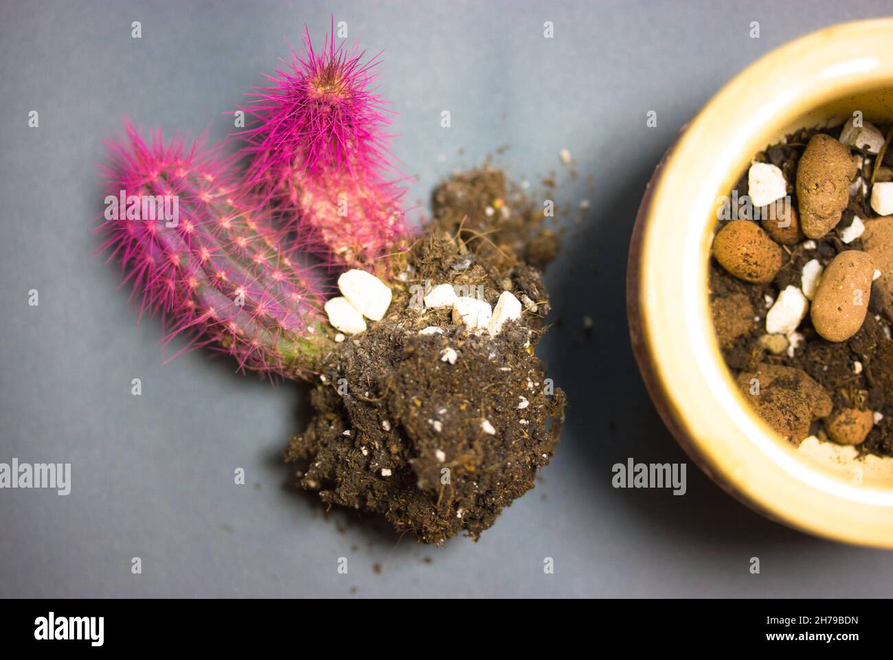 Transplanting pink cactus at home. Potted desert plant care. Ground rocks  flatly Stock Photo - Alamy