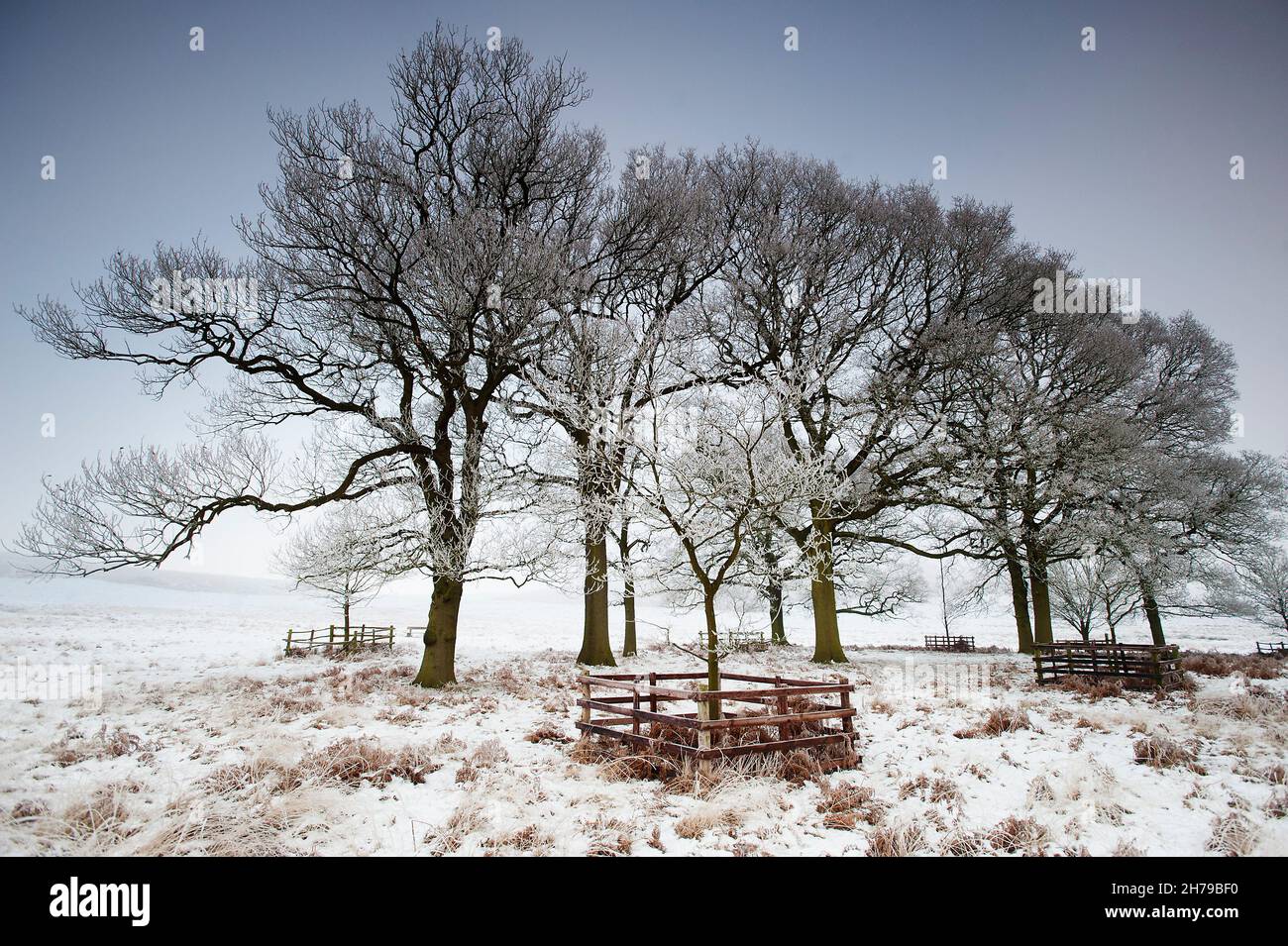 Winter at Bradgate Country Park, with trees in snow and ice ...