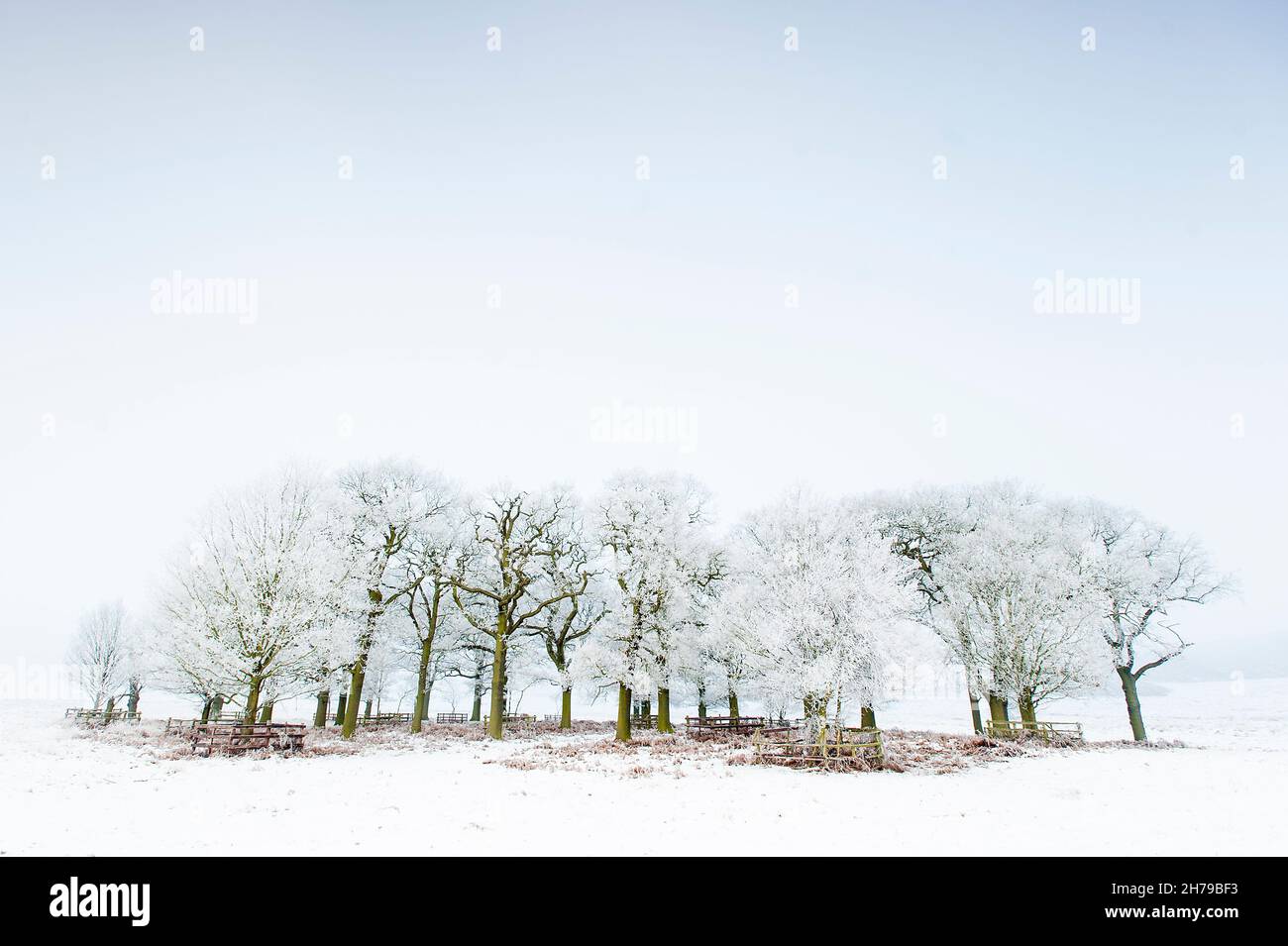 Winter at Bradgate Country Park, with a copse of trees covered in snow ...