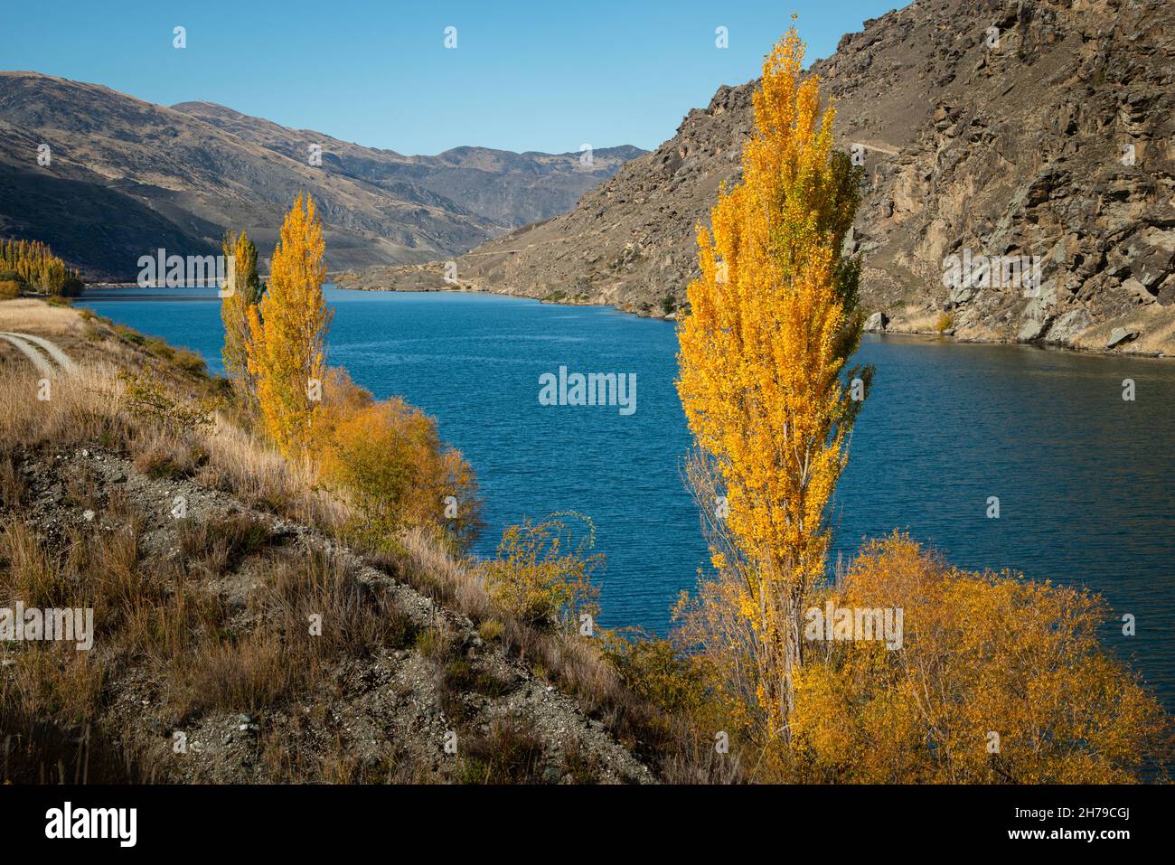 Golden autumn trees standing along Clutha river in Central Otago, South Island. Stock Photo