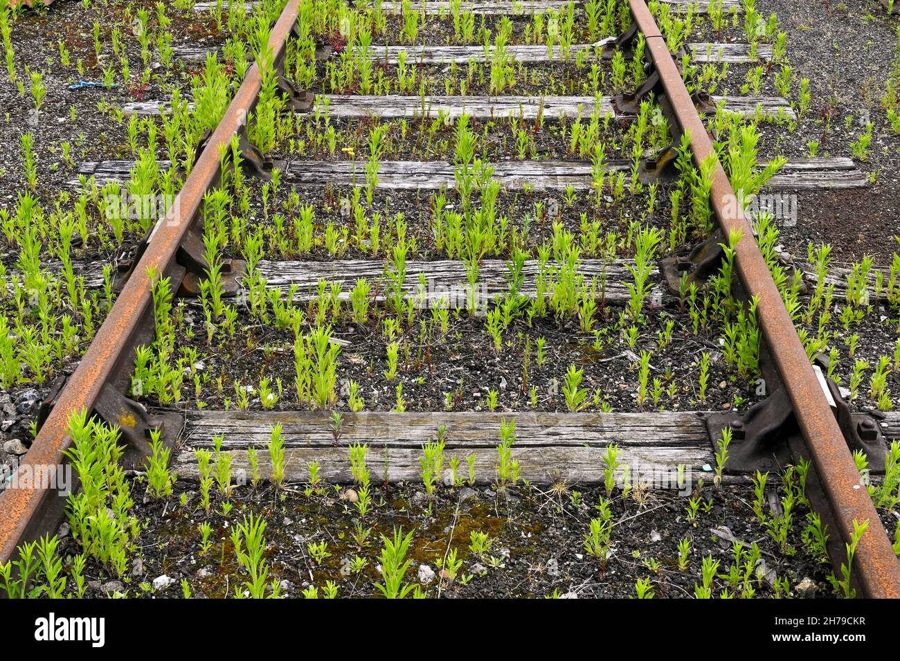 Rusty old railway tracks with weeds growing between the sleepers. No people. Stock Photo