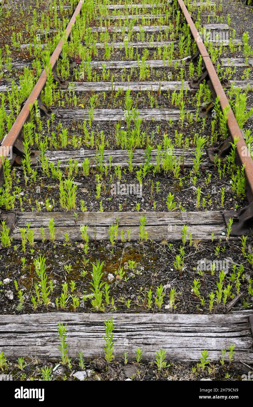 Rusty old railway tracks with weeds growing between the sleepers. No people. Stock Photo