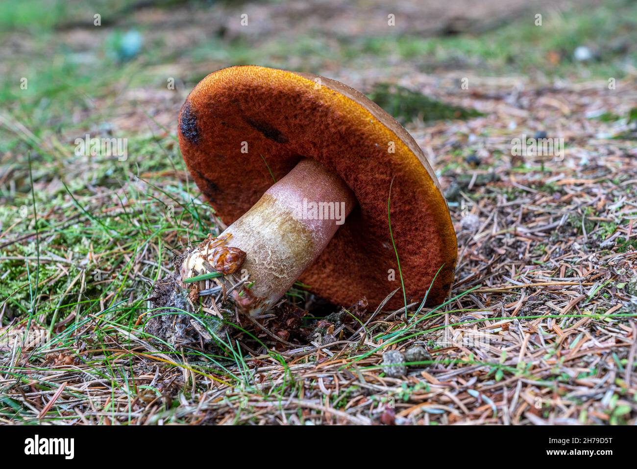 Boletus Erythropus stem. Stock Photo