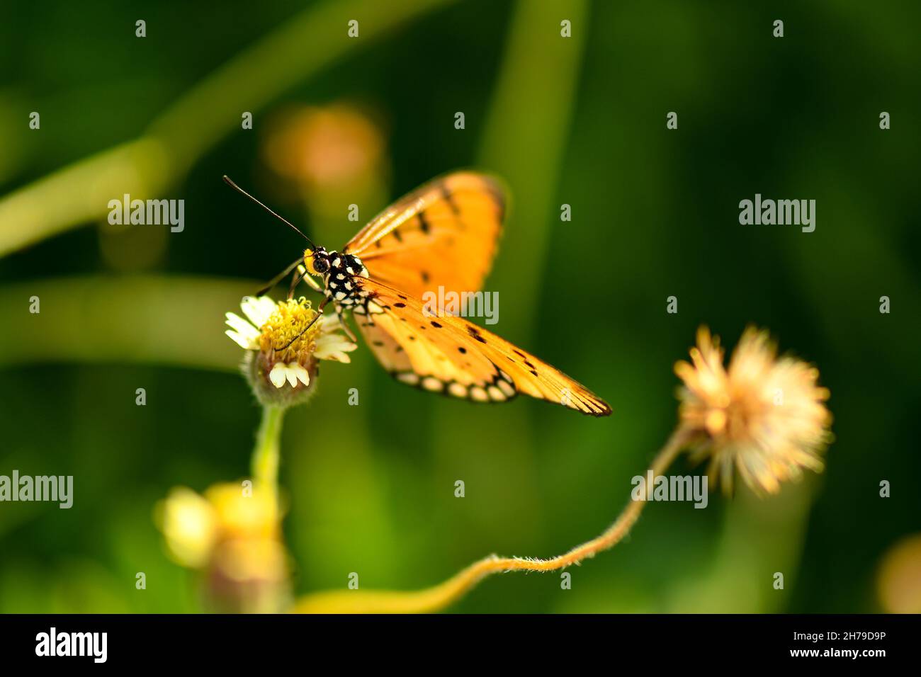 Golden butterfly landing on small white flower during summer Stock Photo