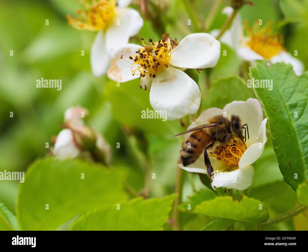 Honey bee feeding on wild rose flowers Stock Photo
