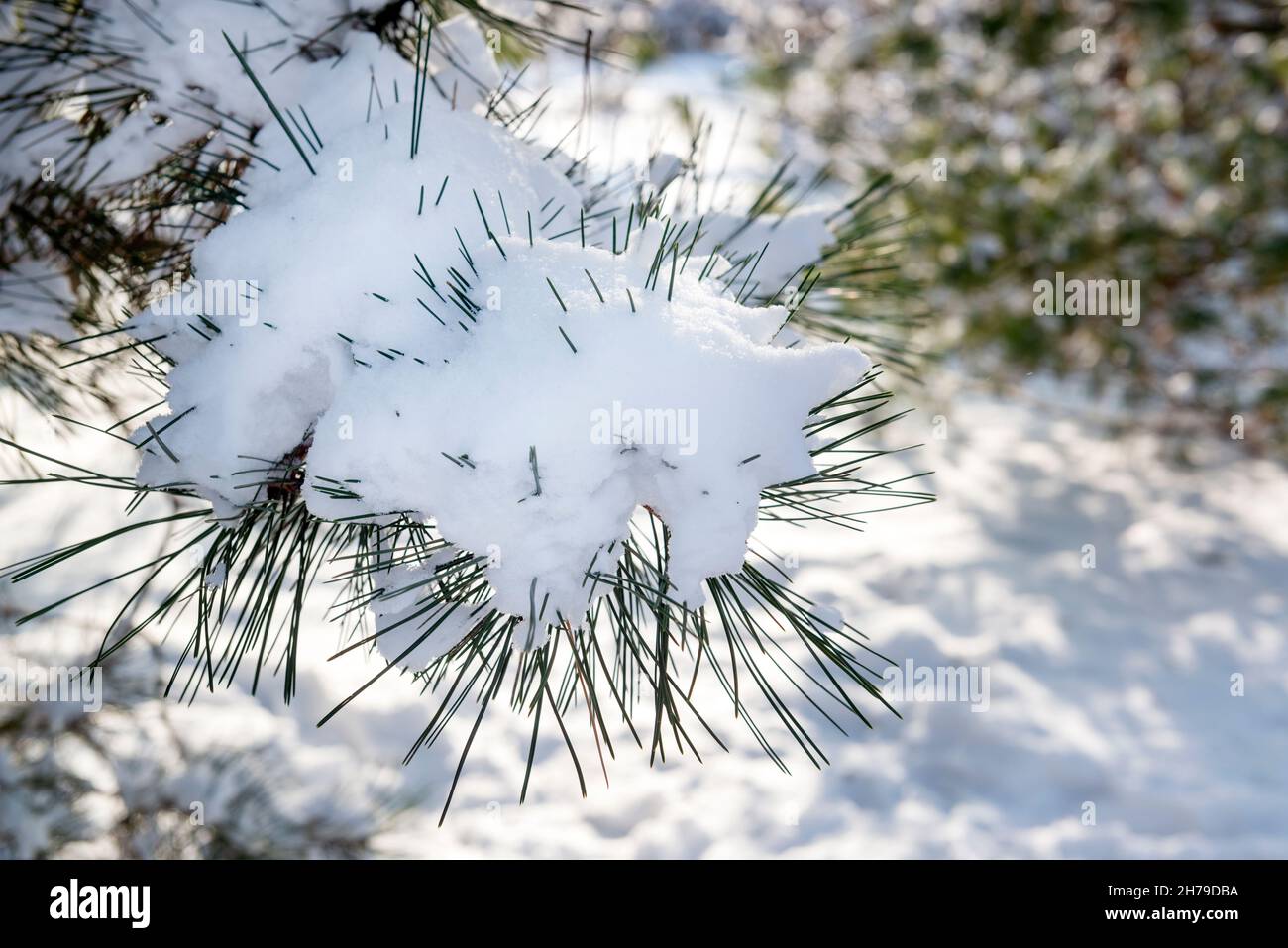 Winter scene with a pine tree branch covered by snow Stock Photo - Alamy