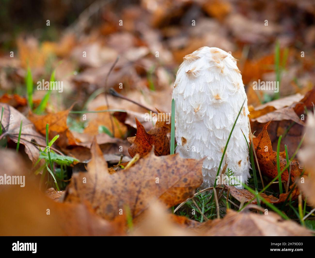 Coprinus comatus, the shaggy ink cap, among fallen red leaves Stock Photo