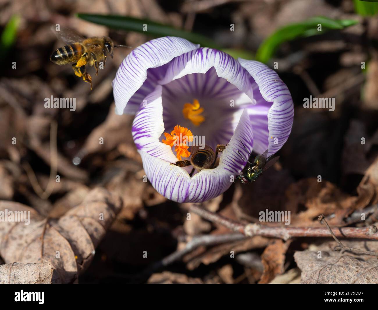Pickwick crocus flower with honey bees Stock Photo