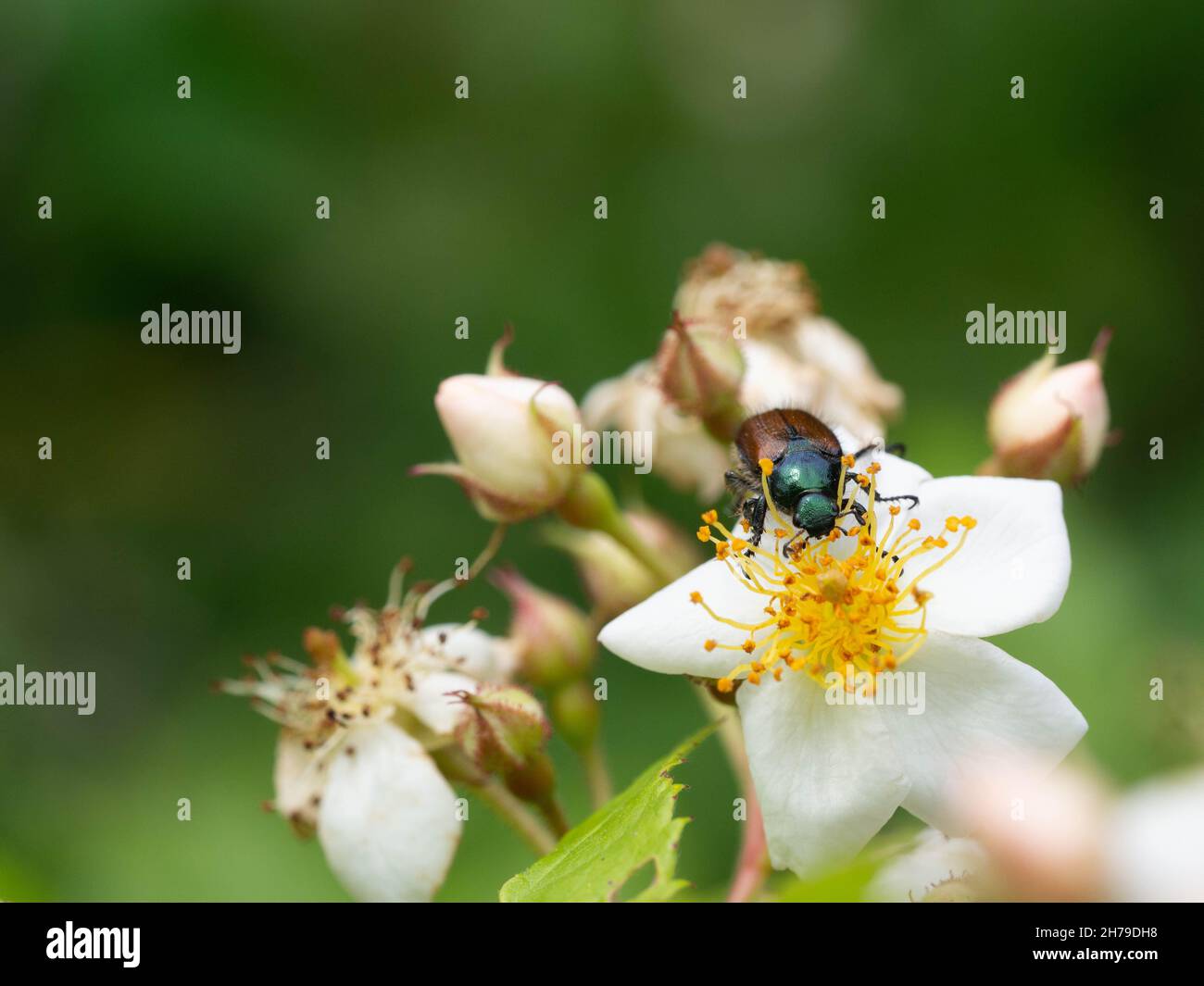 Phyllopertha horticola, garden chafer or garden foliage beetle feeding on wild rose flower Stock Photo