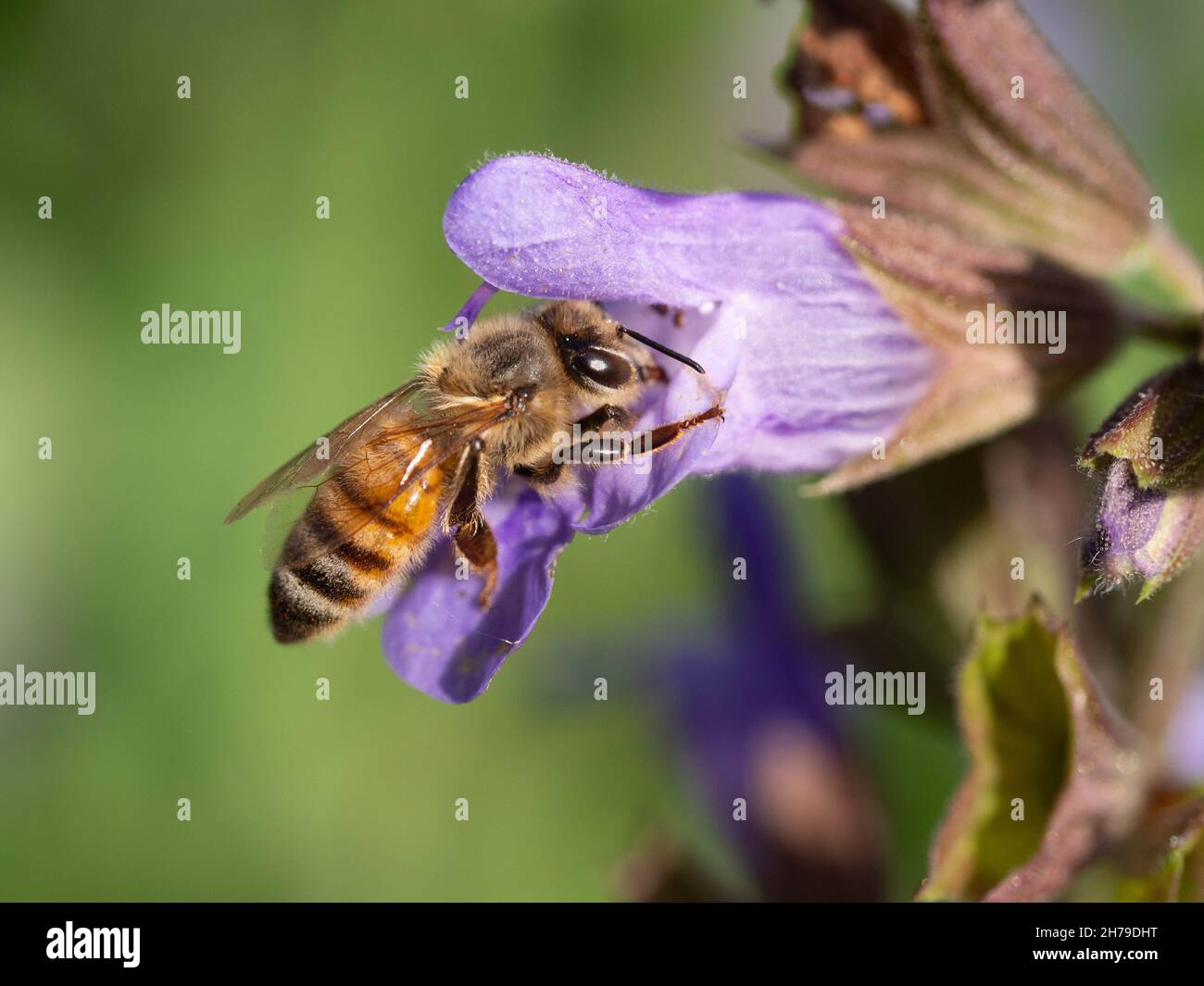 Honey bee on salvia flower Stock Photo