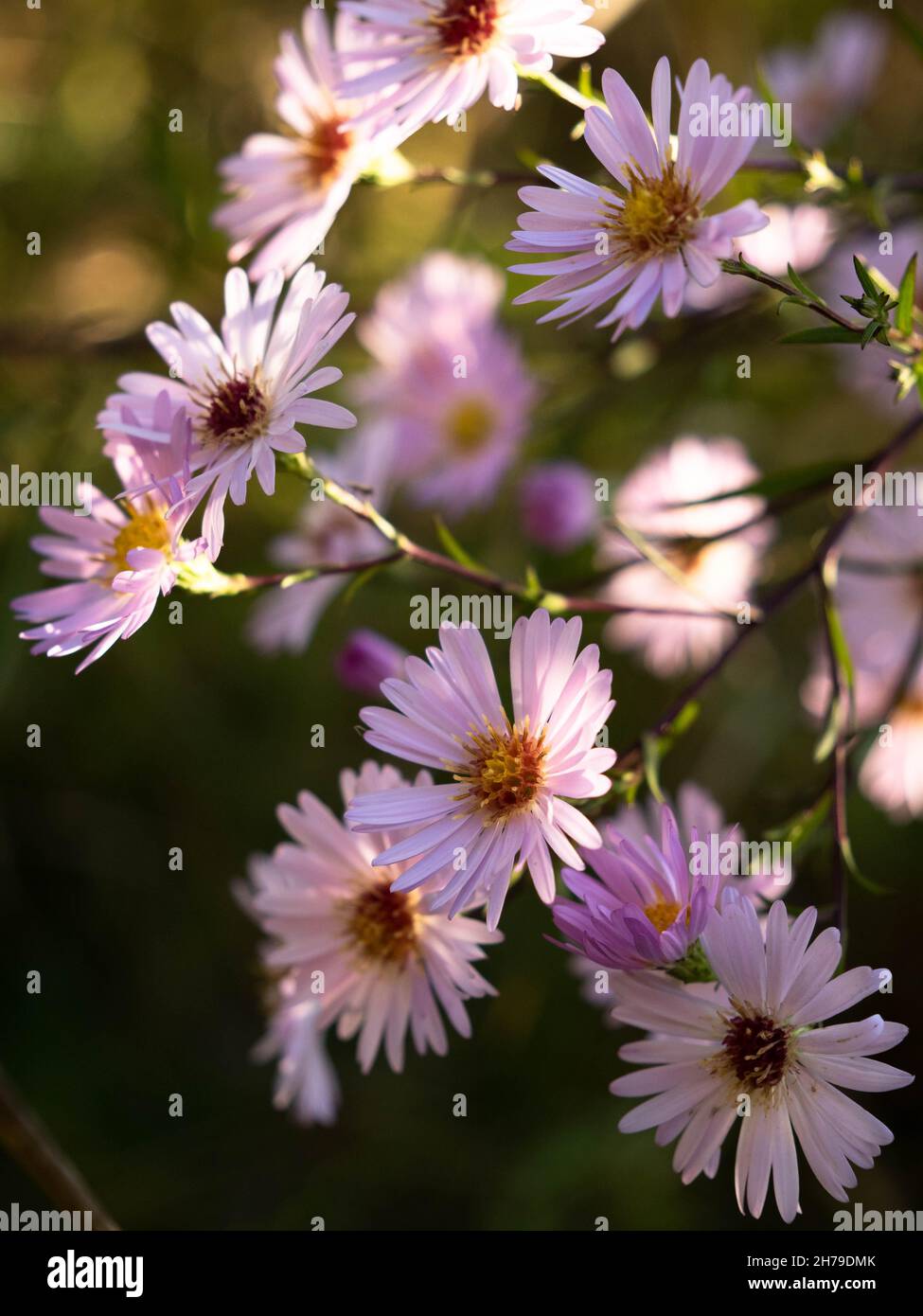 Aster flowers in backlight Stock Photo