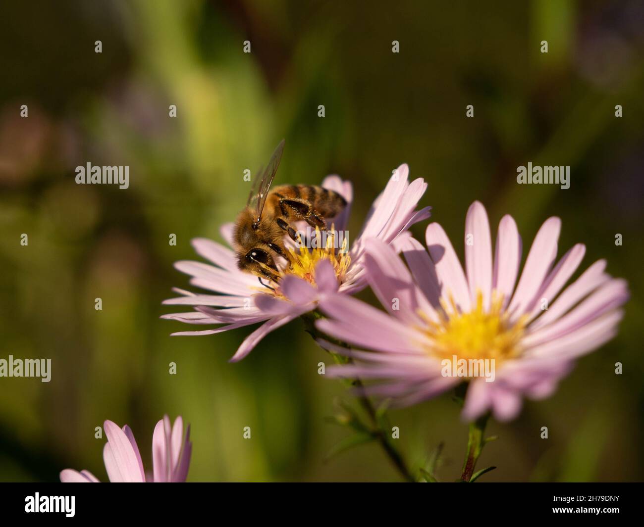 Honey bee feeding on aster flower Stock Photo